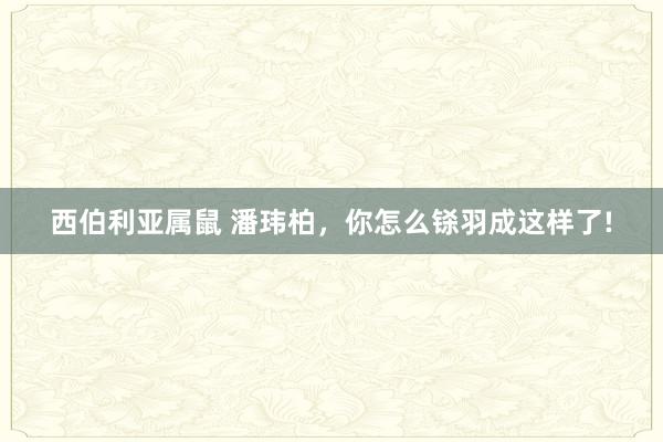 西伯利亚属鼠 潘玮柏，你怎么铩羽成这样了!